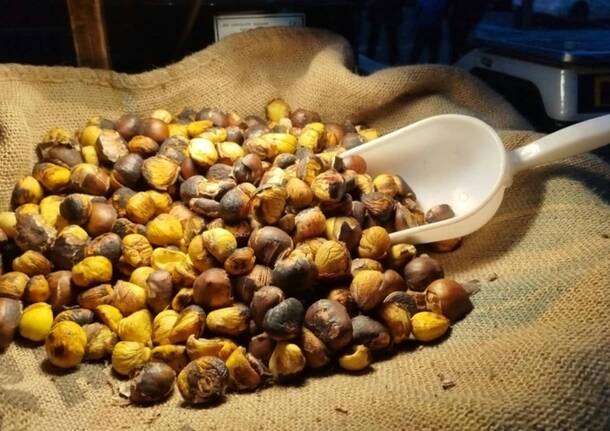 castagne castagnata