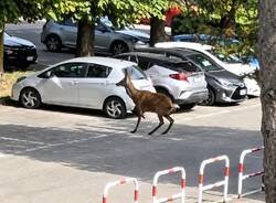 cervo tra le auto