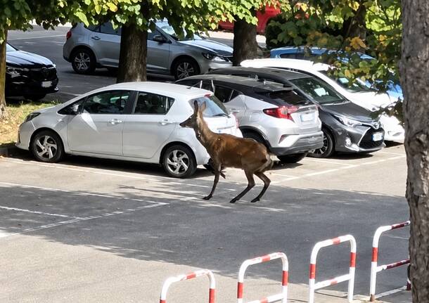 cervo tra le auto