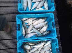 pesca di frodo lago maggiore