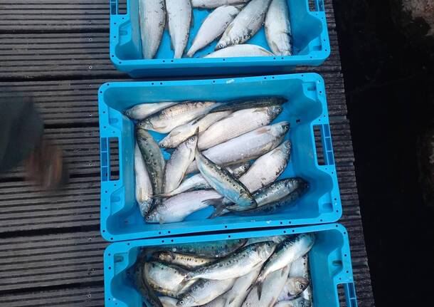 pesca di frodo lago maggiore