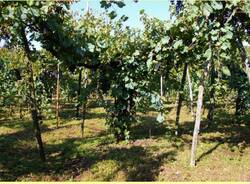 un lago di vino angera