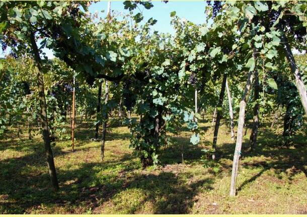 un lago di vino angera