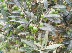 Olive e oli di ispra