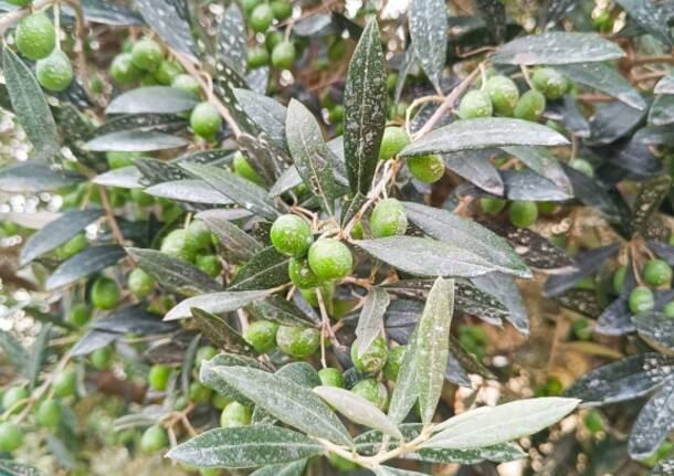 Olive e oli di ispra 