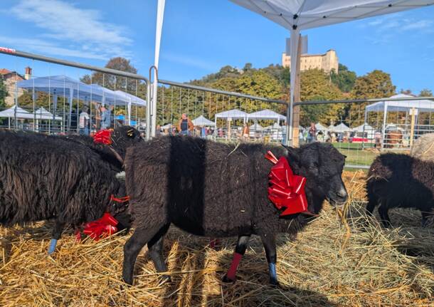 Tradizione e giovani, Agrivarese arriva ad Angera