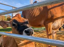 Tradizione e giovani, Agrivarese arriva ad Angera