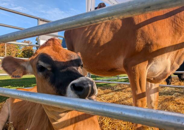 Tradizione e giovani, Agrivarese arriva ad Angera